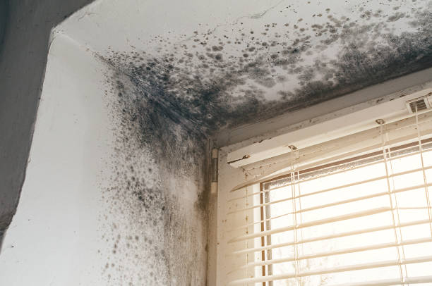 Affordable Attic Mold Remediation solutions in Oak Park, IL