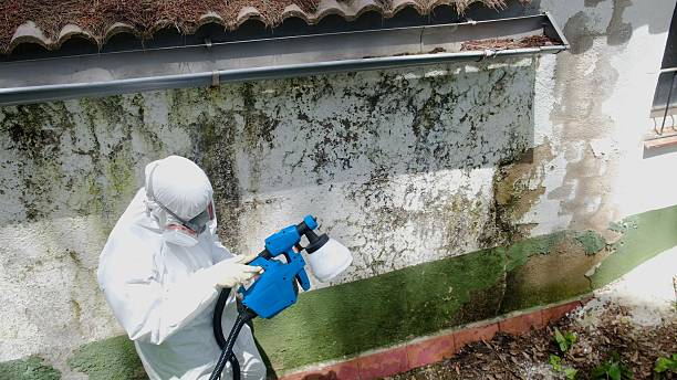 Top rated local Attic Mold Remediation specialists in Oak Park, IL